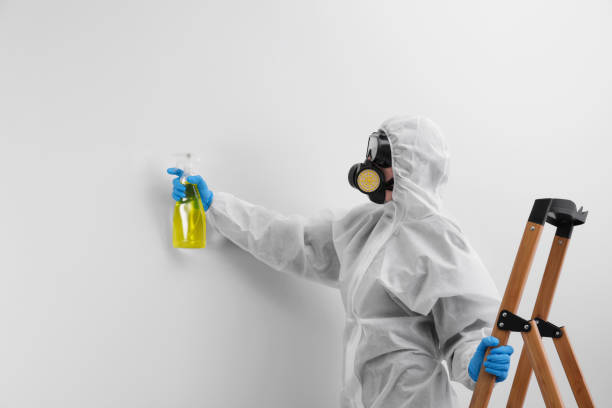 Best Mold Damage Restoration  in South Rockwood, MI