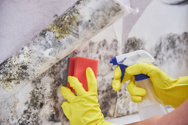 Best Asbestos and Lead Testing During Mold Inspection  in South Rockwood, MI